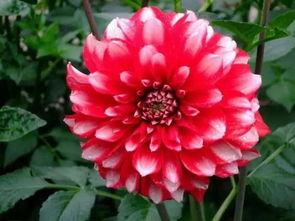 大丽花与红皮书,探寻自然之美与人文精神的交融