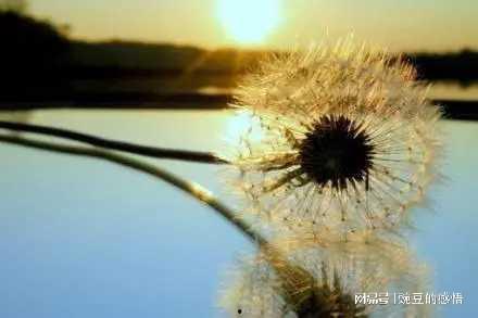 孤独的人有羽翼,羽翼下的心灵之旅